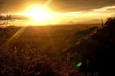 Sun shining through trees on field