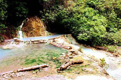 Stream in forest