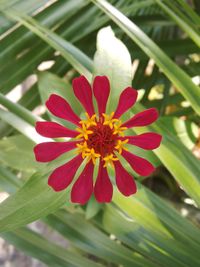 Close-up of flower blooming outdoors