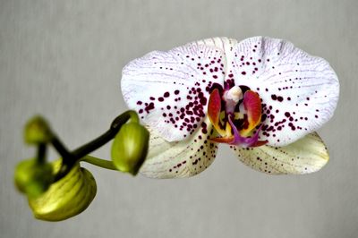 Studio shot of flower with buds