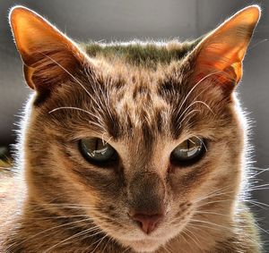 Close-up portrait of a cat