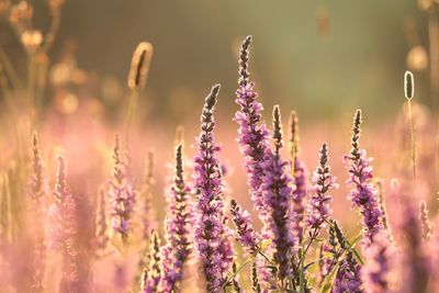 Close-up of purple flowering plants on field