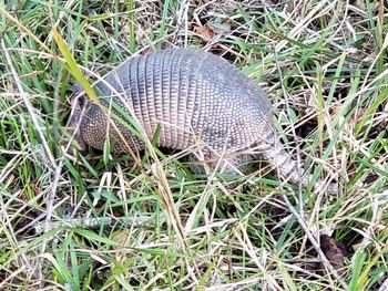 High angle view of snake on field