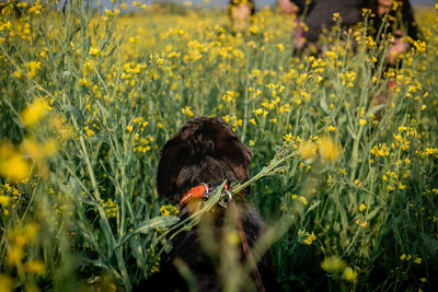 Close-up of dog on field