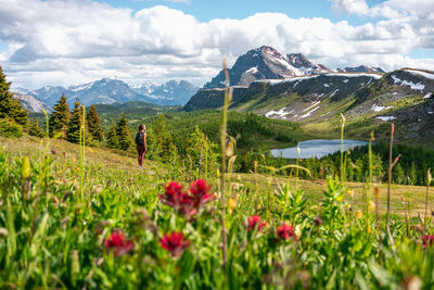 Hiking healey pass in banff national park during spring