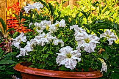 Close-up of white flowering plants