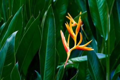 Close-up of orange flowering plant