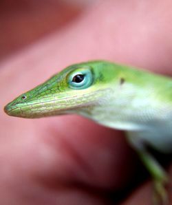 Close-up of lizard