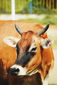 Close-up of cow