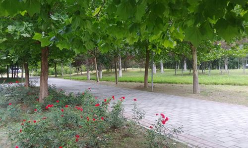 Flower trees in park