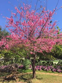 Cherry blossoms in spring