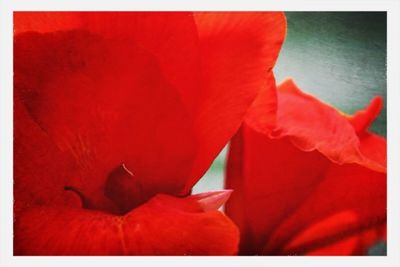 Close-up of red flowers