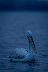 Close-up of pelican