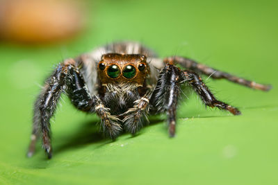 Close-up of jumping spider on leaf
