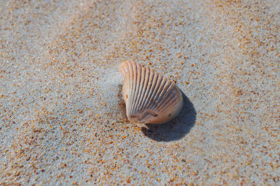 Snail shell on ground