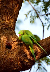 Low angle view of parrot perching on tree trunk