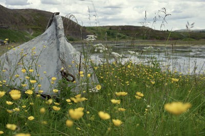 Scenic view of grassy field against sky