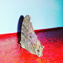 Close-up of butterfly