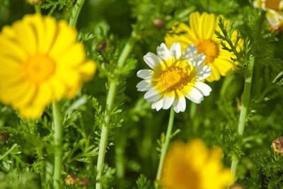 Close-up of yellow flowering plants