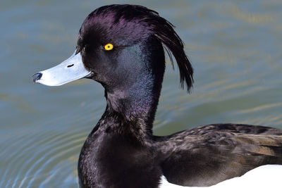 Close up of a tufted duck in the water 