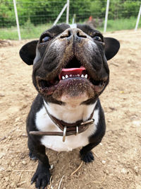 Close-up portrait of a dog