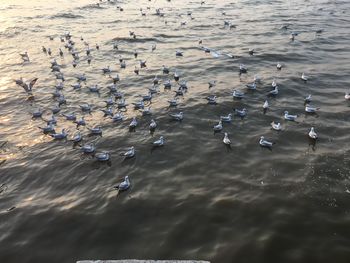 High angle view of seagulls flying over lake