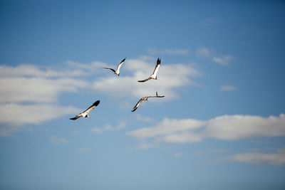 Low angle view of birds flying in sky