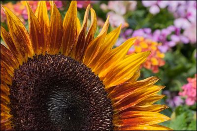 Close-up of flower blooming outdoors