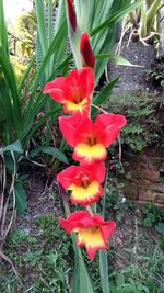 Close-up of red flowers blooming in field