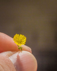 Close-up of hand holding yellow flower