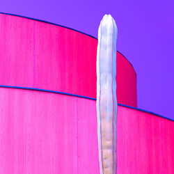 Cactus on geometry background. cactus art. cactus lover