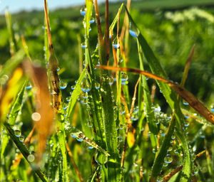 Close-up of wet grass