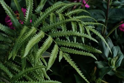 Close-up of fern leaves