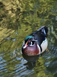 High angle view of duck swimming in lake