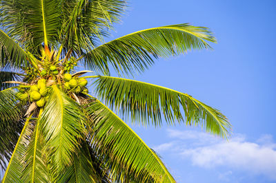 Low angle view of palm tree against sky