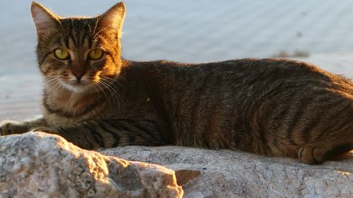 Close-up of a cat lying on rock at sunrise 