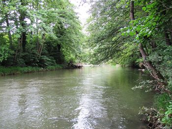 Scenic view of river amidst trees in forest