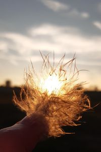 Close-up of hand holding plant against sky during sunset