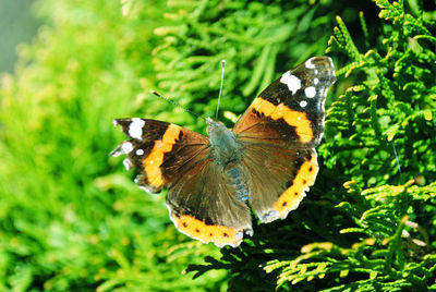 Close-up of butterfly on leaf