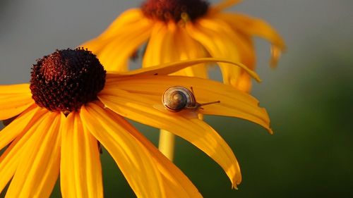 Close-up of honey bee on yellow flower