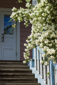 White flowering plant against building