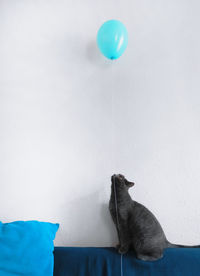 Cat on sofa looking at blue balloon against white wall