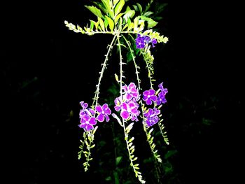 Close-up of purple flowers