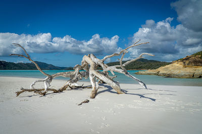 Driftwood on beach against blue sky