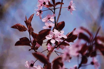 Low angle view of cherry blossom tree