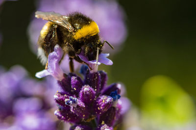 Close-up of bee pollinating on purple flower