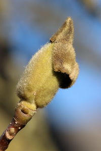 Close-up of flower bud growing outdoors