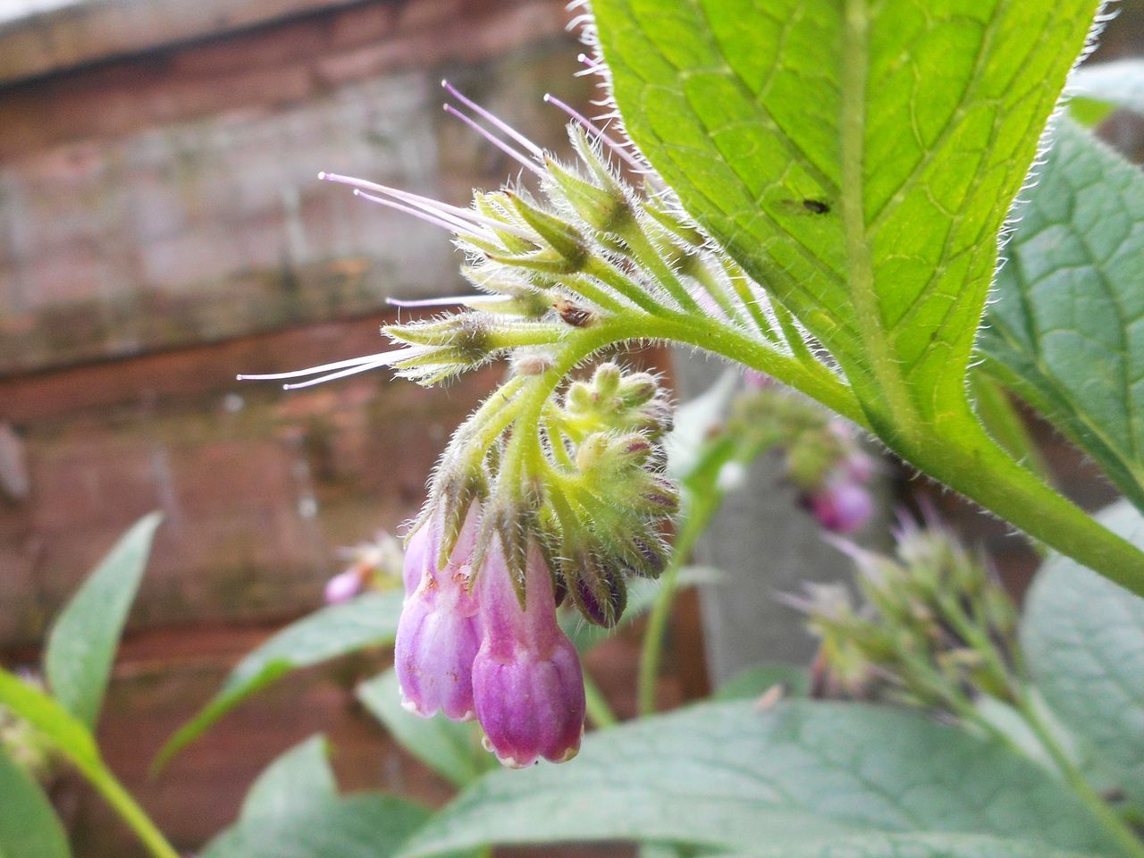 Comfrey plant