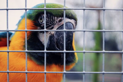 Close-up of parrot in cage at zoo