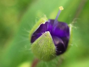 Close-up of purple flowers